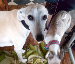 Dogs under the table at the pub!